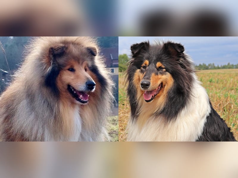 Collie Welpen aus VDH Zucht