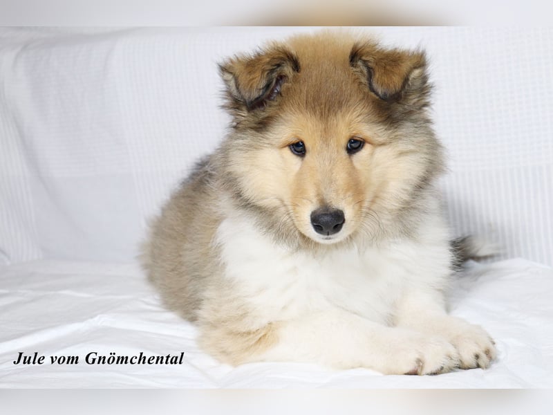 Collie Welpen aus VDH Zucht