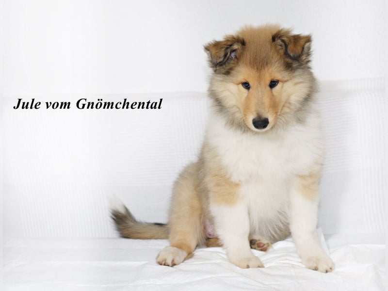 Collie Welpen aus VDH Zucht