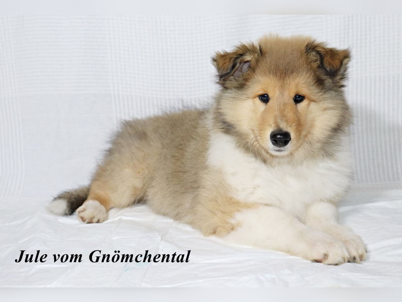 Collie Welpen aus VDH Zucht