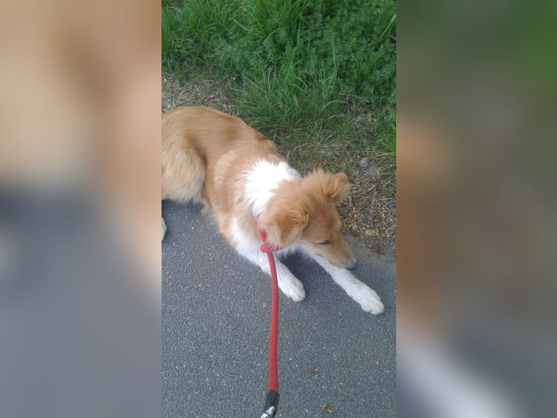 Colliemädchen - altschottische Linie