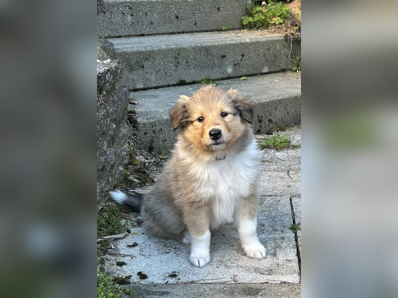 Neugierige, aktive und sehr verschmuste Collie Welpen