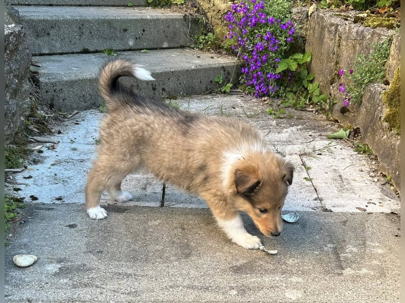 Neugierige, aktive und sehr verschmuste Collie Welpen