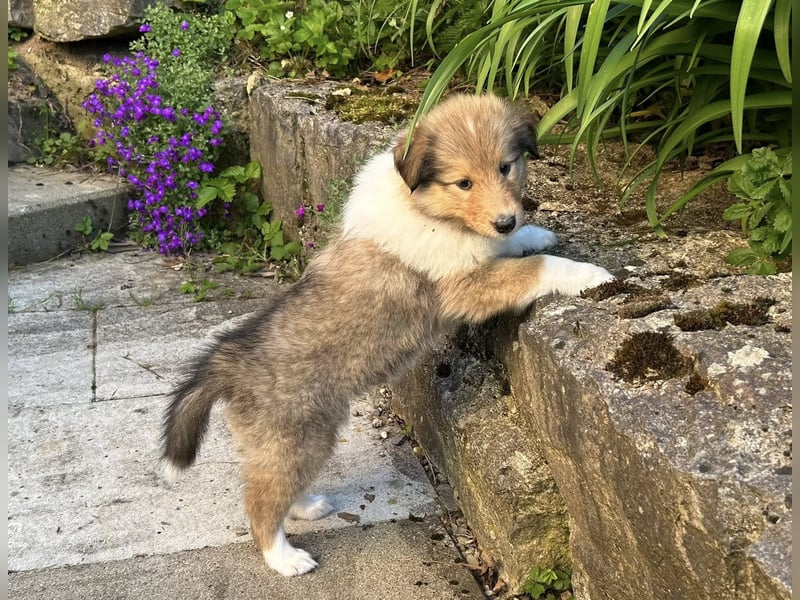 Neugierige, aktive und sehr verschmuste Collie Welpen
