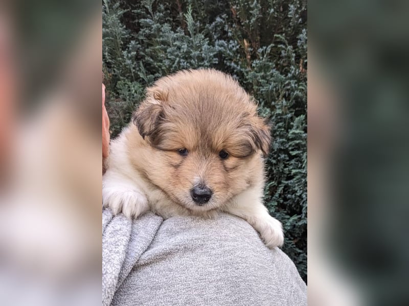 Collielanghaar Babys