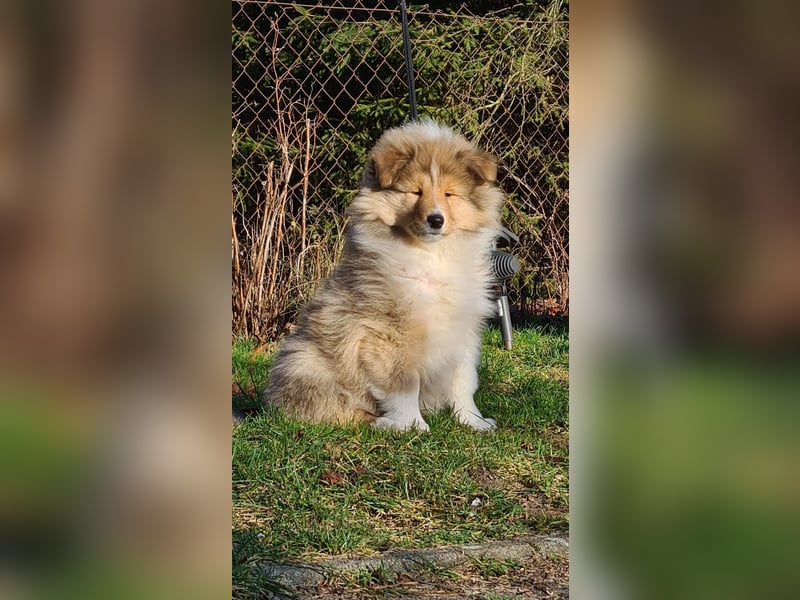 Collielanghaar Babys