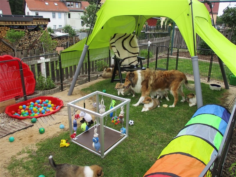 Collie Langhaar Welpen Wurfplanung Sommer 2025