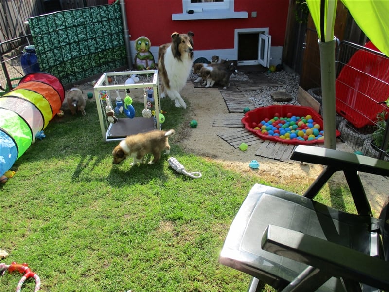 Collie Langhaar Welpen Wurfplanung Sommer 2025