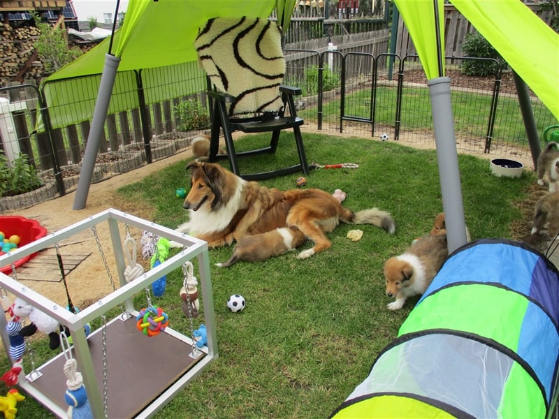 Collie Langhaar Welpen Wurfplanung Sommer 2025
