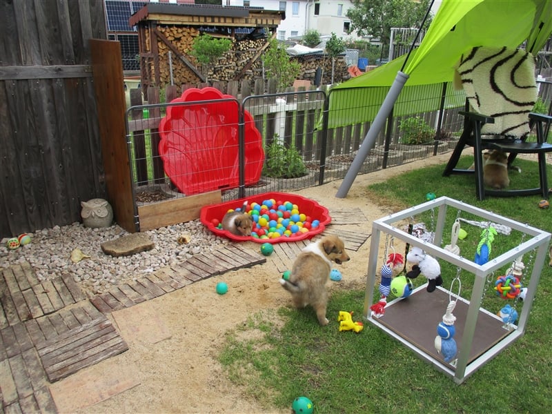 Collie Langhaar Welpen Wurfplanung Sommer 2025