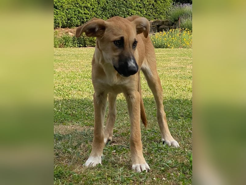 Kiara wünscht sich ein eigenes Körbchen