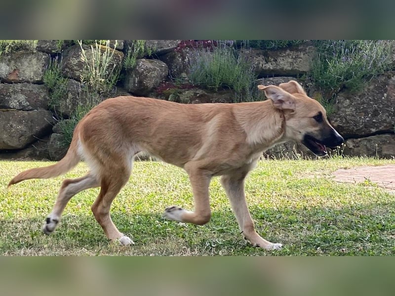 Kiara wünscht sich ein eigenes Körbchen