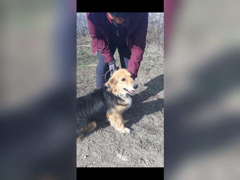 Betti VA- liebevolle Gefährtin sucht ein warmes Plätzchen