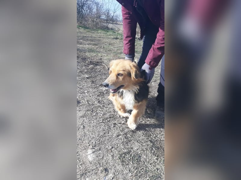 Betti VA- liebevolle Gefährtin sucht ein warmes Plätzchen