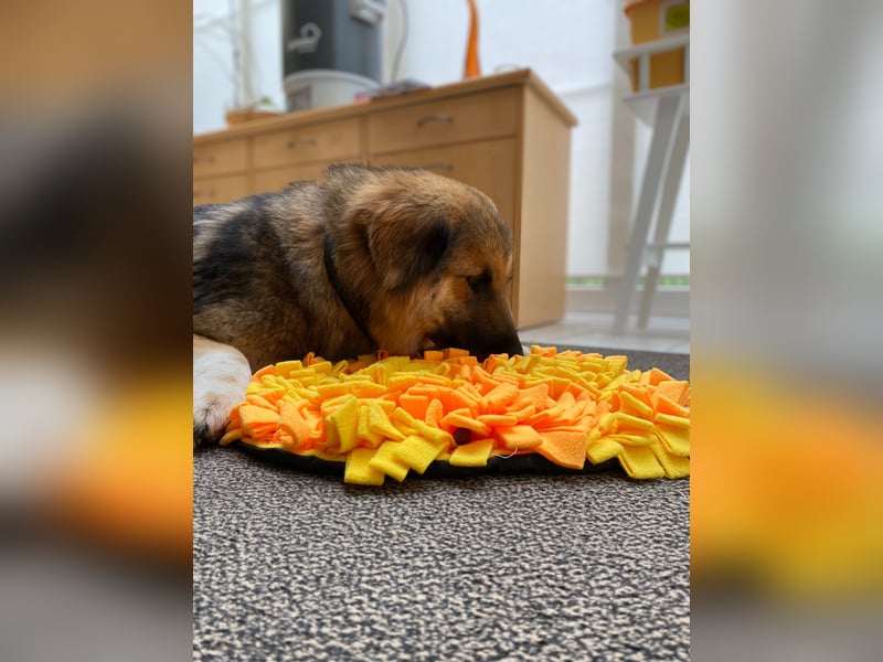 Betty, sehr liebe , ruhige und intelligente Hündin sucht Traumplatz