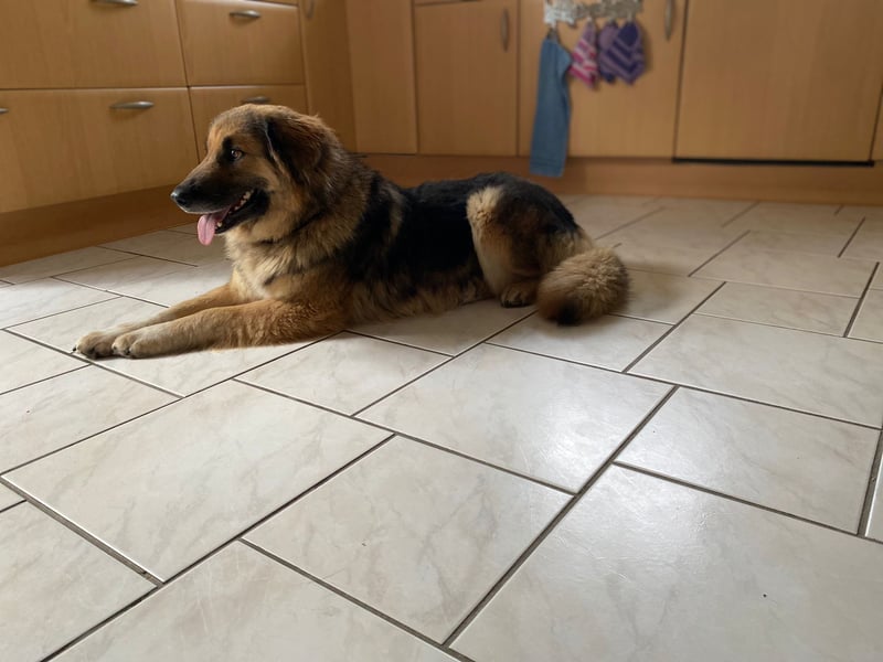 Betty, sehr liebe , ruhige und intelligente Hündin sucht Traumplatz