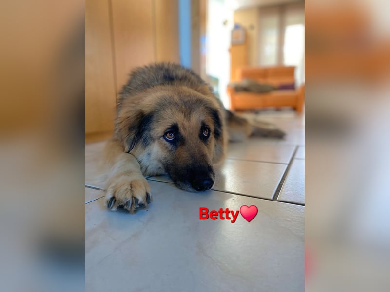 Betty, sehr liebe , ruhige und intelligente Hündin sucht Traumplatz