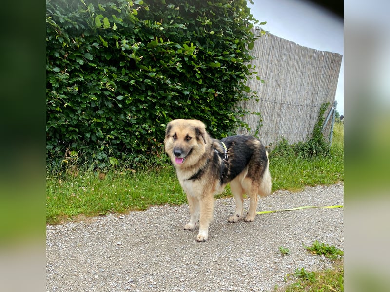 Betty, sehr liebe , ruhige und intelligente Hündin sucht Traumplatz