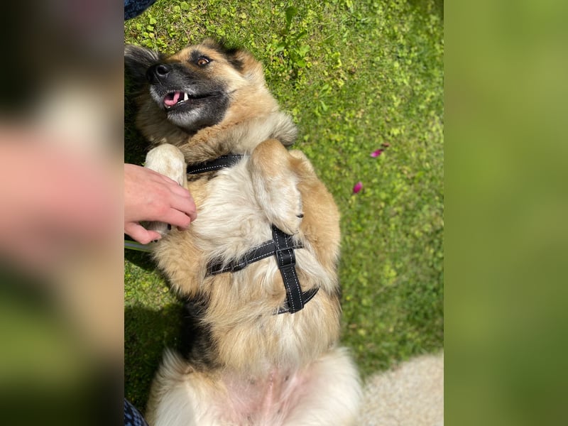 Betty, sehr liebe , ruhige und intelligente Hündin sucht Traumplatz