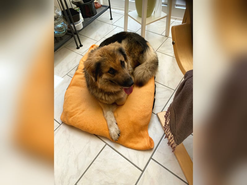 Betty, sehr liebe , ruhige und intelligente Hündin sucht Traumplatz