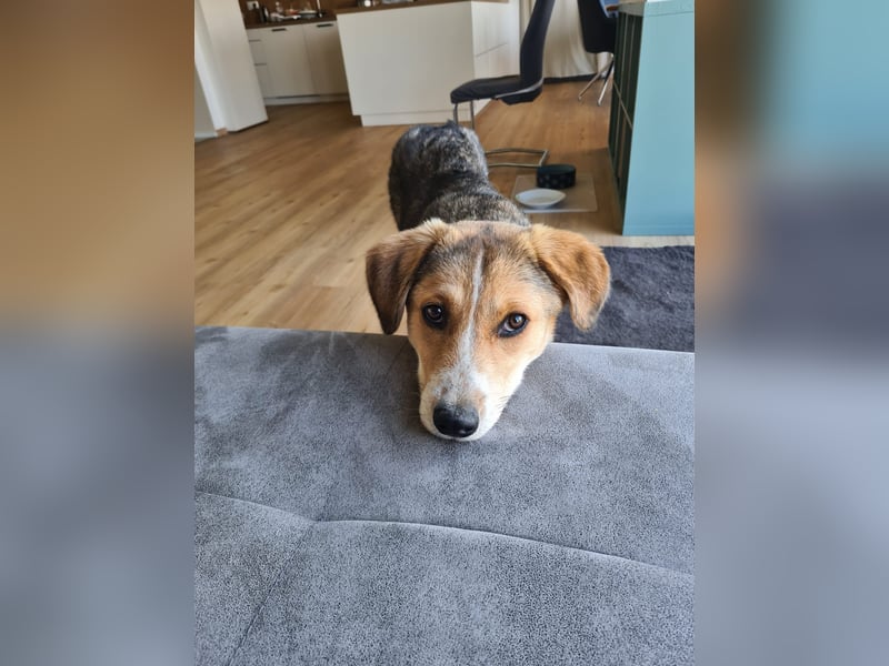 Sally, fröhliche, intelligente, sehr soziale, katzenverträgliche Junghündin