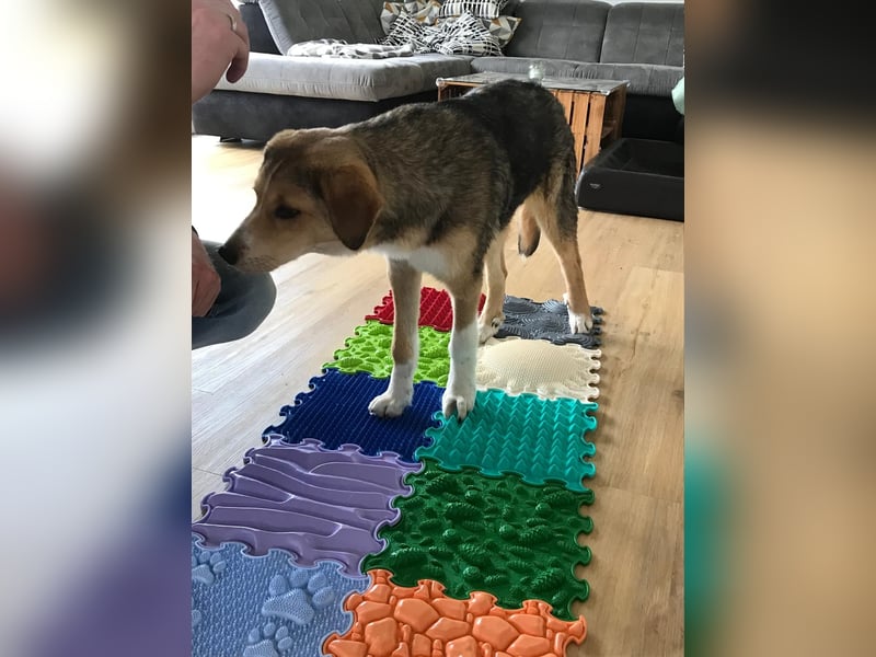 Sally, fröhliche, intelligente, sehr soziale, katzenverträgliche Junghündin