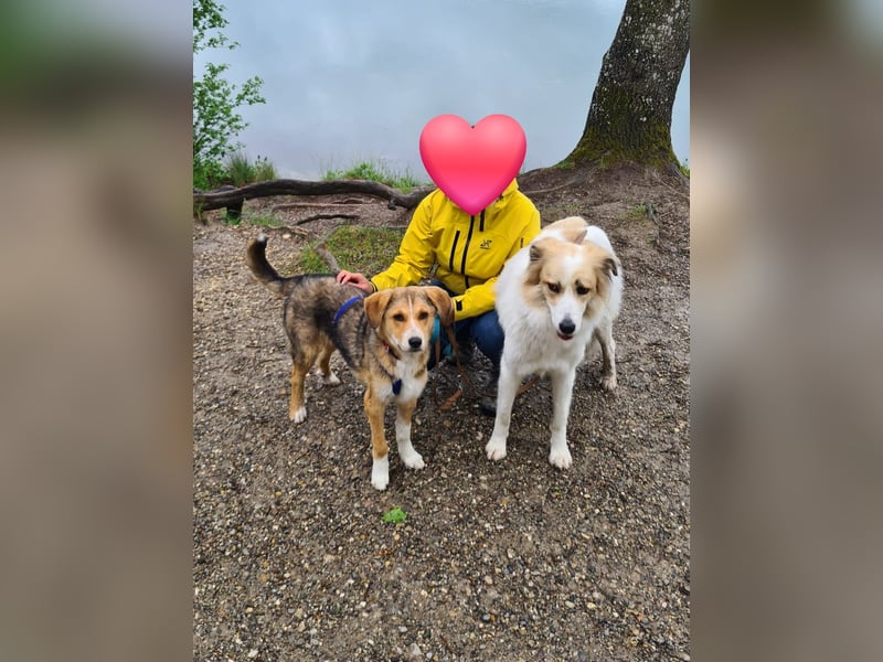 Sally, fröhliche, intelligente, sehr soziale, katzenverträgliche Junghündin