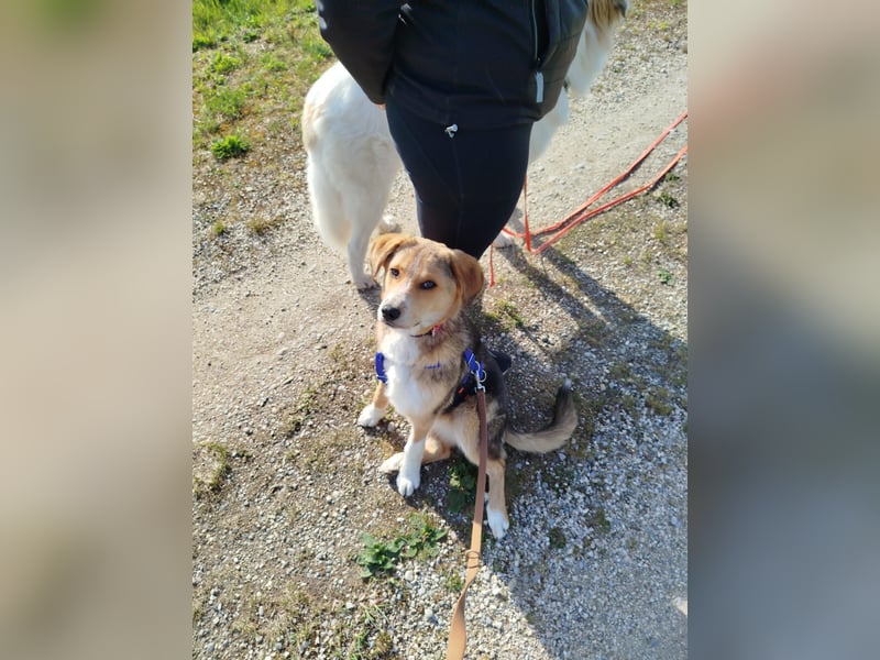 Sally, fröhliche, intelligente, sehr soziale, katzenverträgliche Junghündin