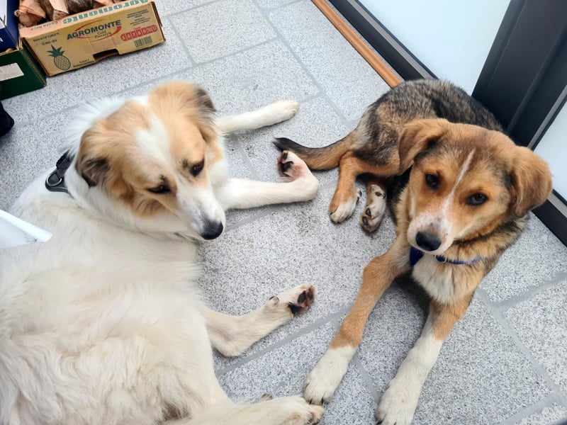 Sally, fröhliche, intelligente, sehr soziale, katzenverträgliche Junghündin