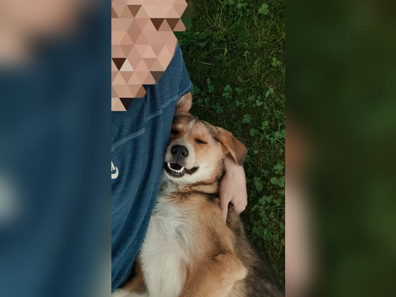 Sally, fröhliche, intelligente, sehr soziale, katzenverträgliche Junghündin