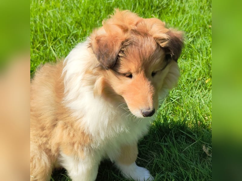 Collie Welpen