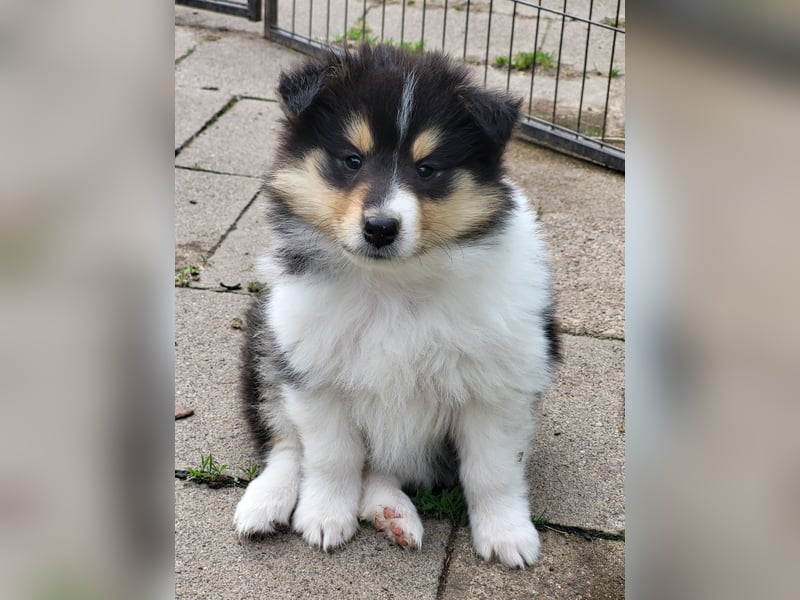 Colliewelpen mit Papiere