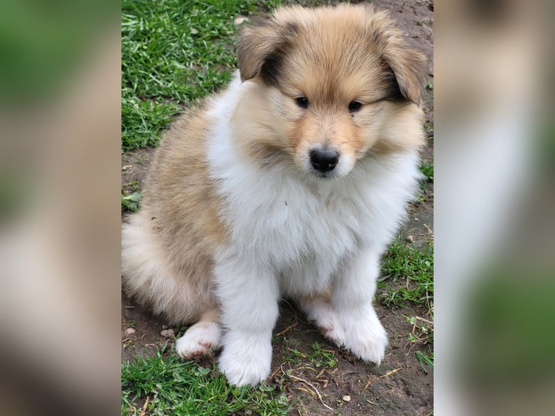 Colliewelpen mit Papiere