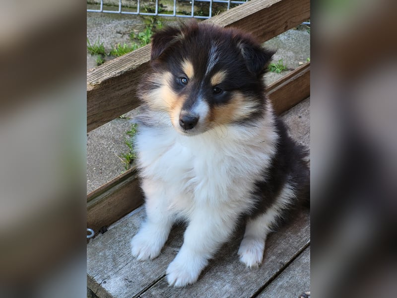 Colliewelpen mit Papiere
