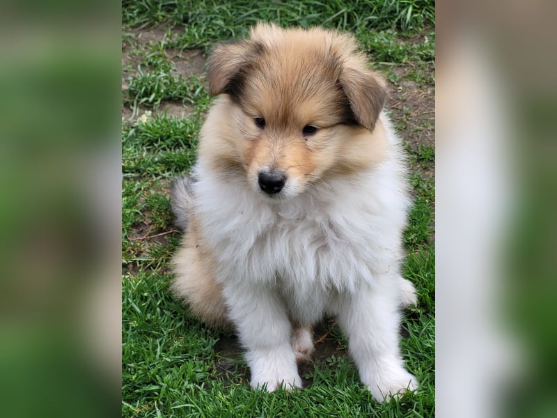 Colliewelpen mit Papiere