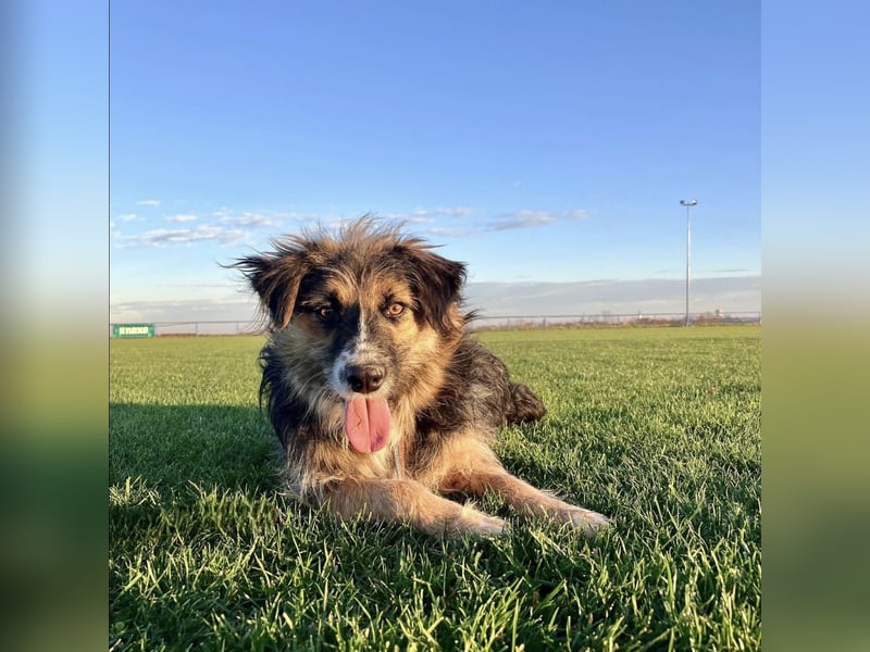 Lucy eine verspielte Lady