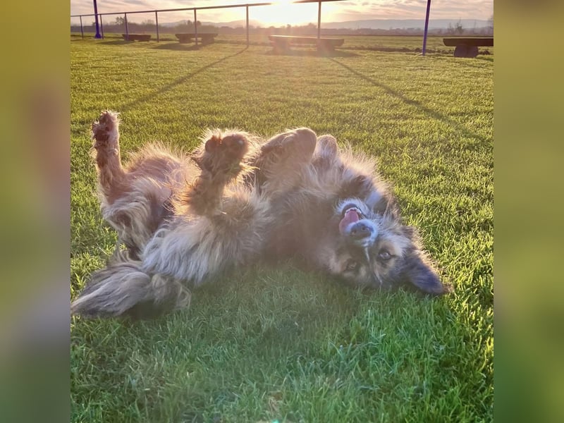 Lucy eine verspielte Lady