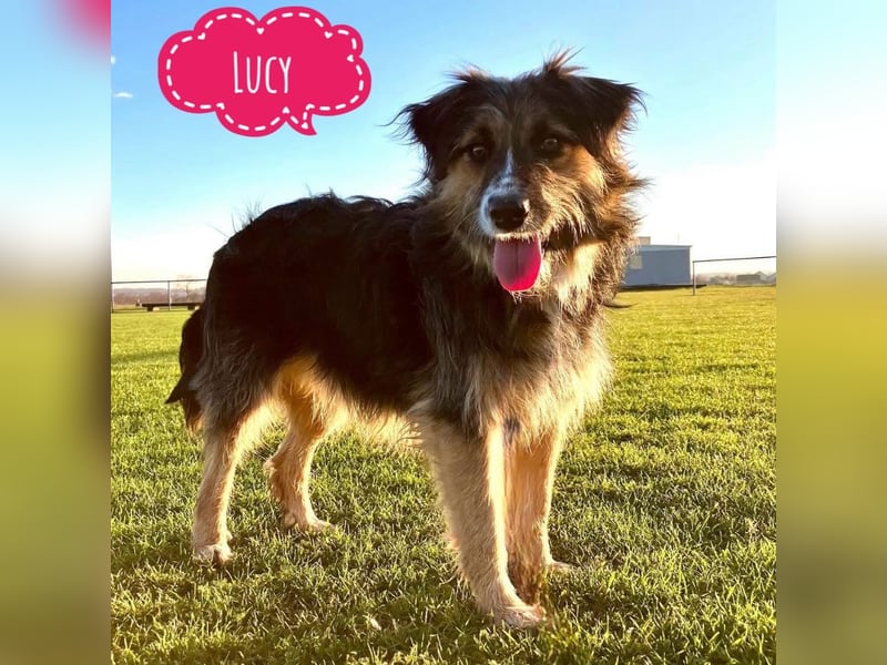 Lucy eine verspielte Lady