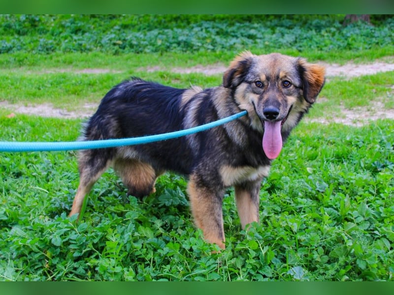 Roslyn, Mix Collie / Schäferhund, lieb und verträglich