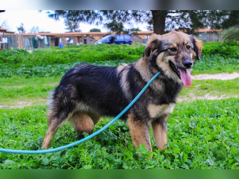 Roslyn, Mix Collie / Schäferhund, lieb und verträglich