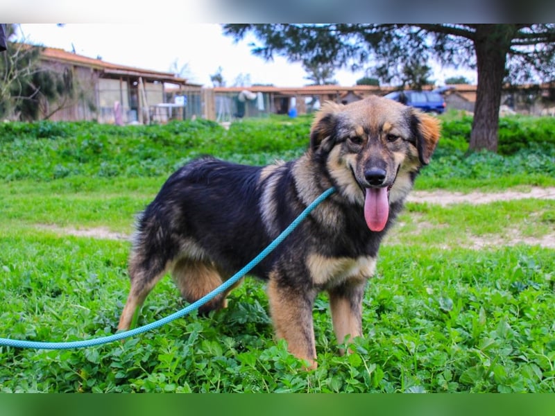 Roslyn, Mix Collie / Schäferhund, lieb und verträglich