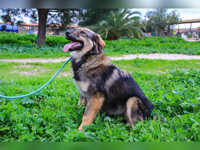 Roslyn, Mix Collie / Schäferhund, lieb und verträglich