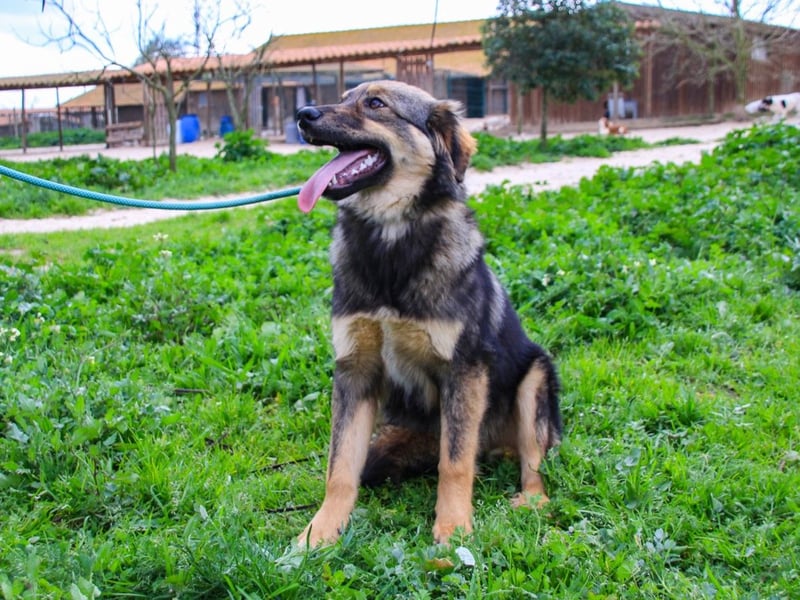 Roslyn, Mix Collie / Schäferhund, lieb und verträglich