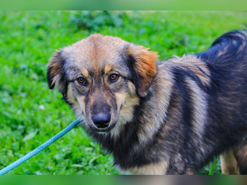 Roslyn, Mix Collie / Schäferhund, lieb und verträglich
