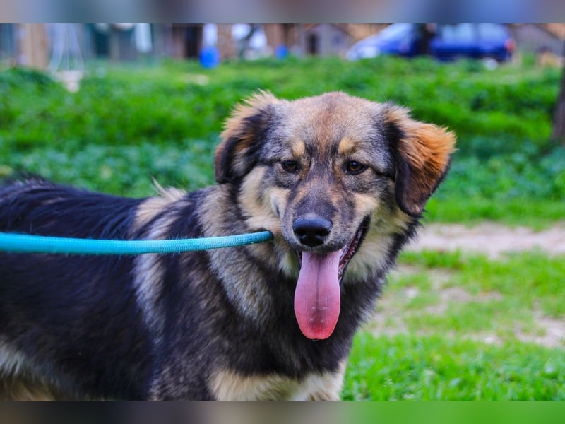 Roslyn, Mix Collie / Schäferhund, lieb und verträglich