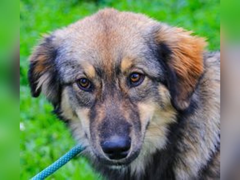 Roslyn, Mix Collie / Schäferhund, lieb und verträglich