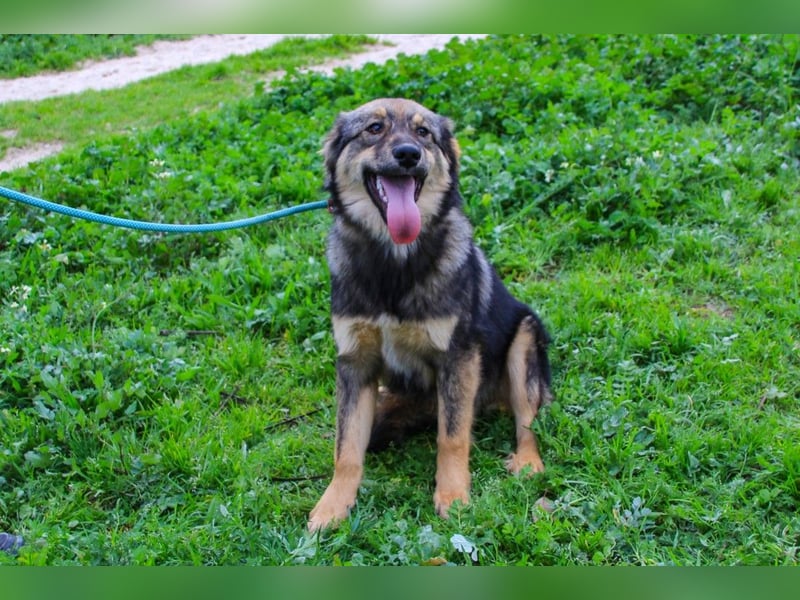 Roslyn, Mix Collie / Schäferhund, lieb und verträglich