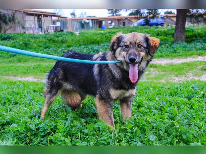 Roslyn, Mix Collie / Schäferhund, lieb und verträglich