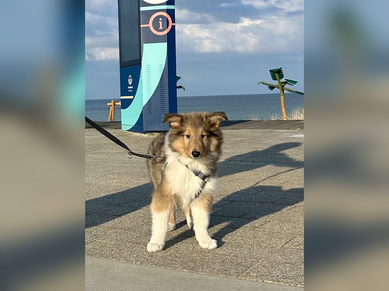 Colliewelpen im amerikanischen Typ