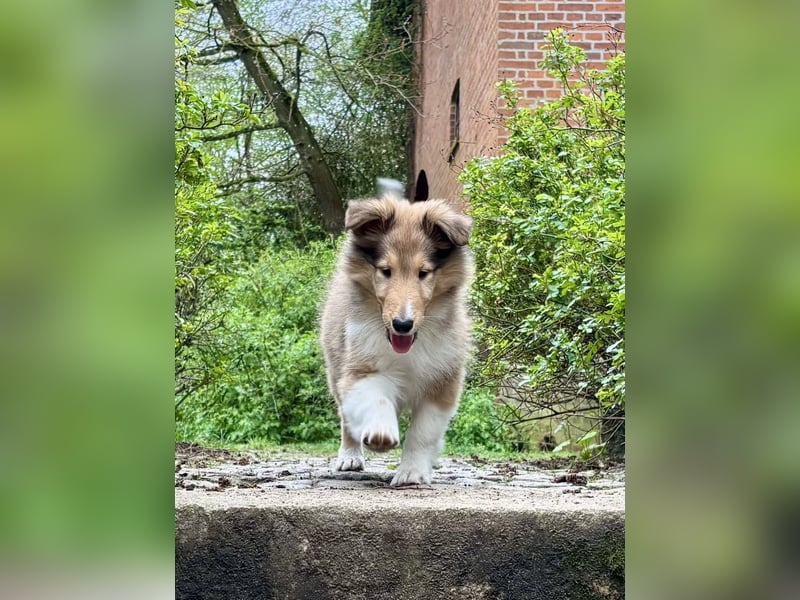 Colliewelpe im amerikanischen Typ
